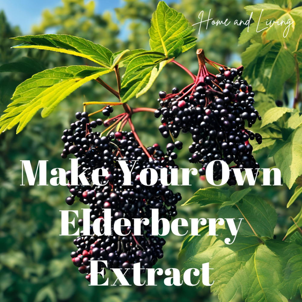 How to make your own elderberry extract.