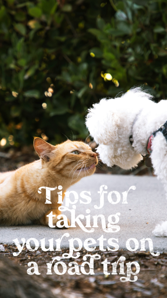 Taking your pets on a road trip can be very rewarding
